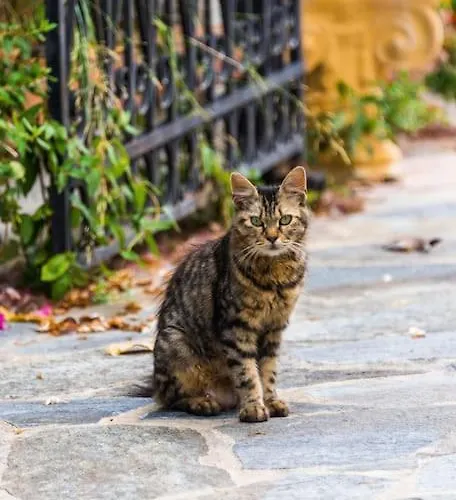 Sohoro House Apartman