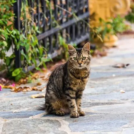 Sohoro House Διαμέρισμα